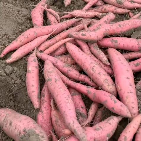 这红薯有股地瓜味