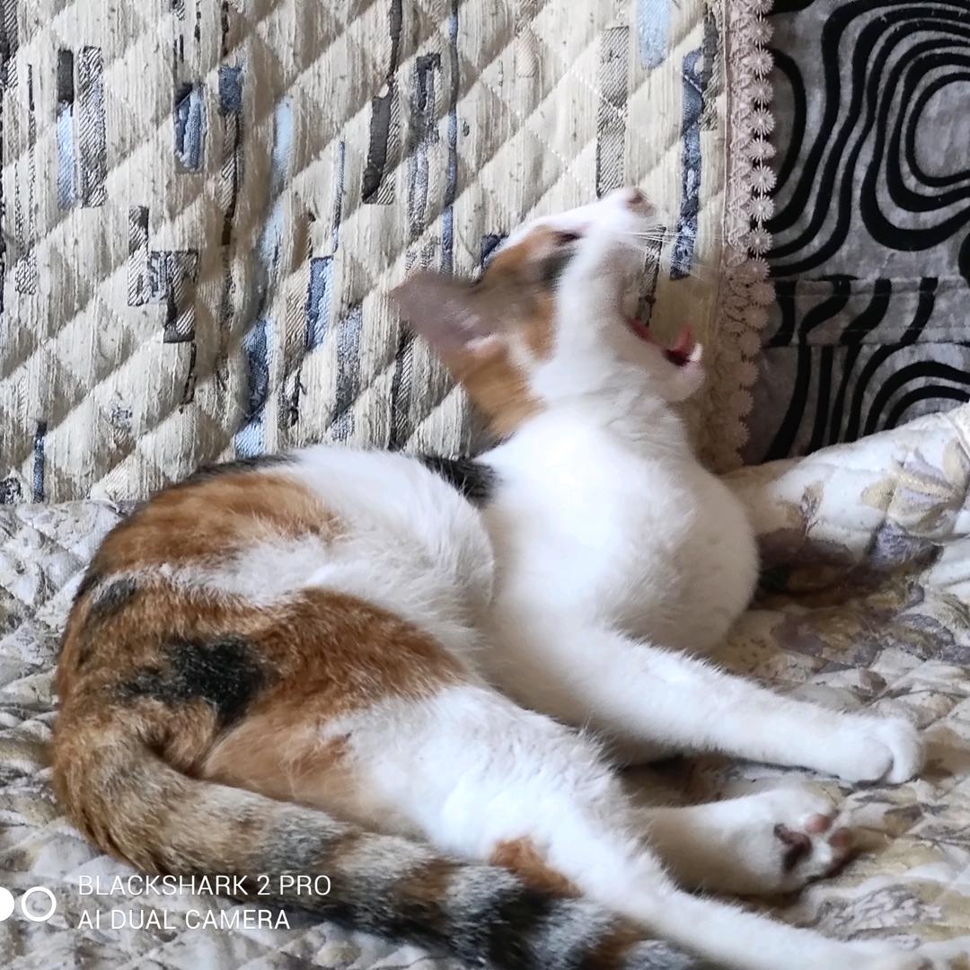 秋秋