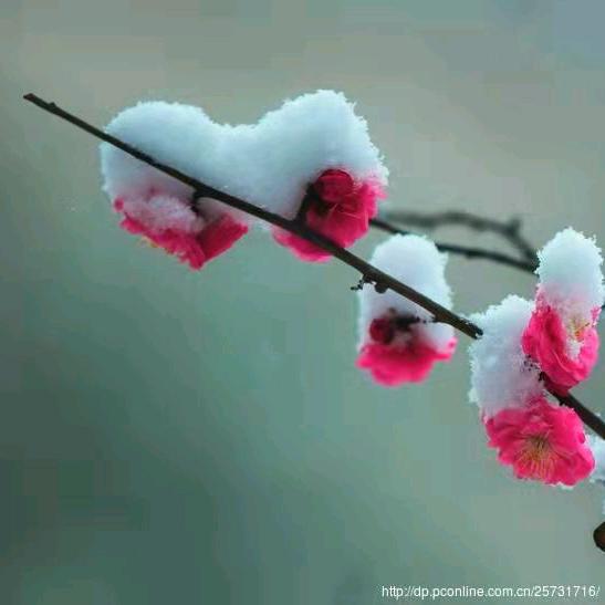 傲雪寒梅