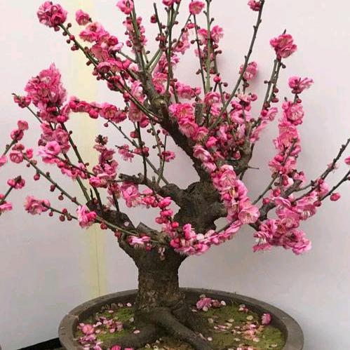 沭阳县艾之芈电子商务中心