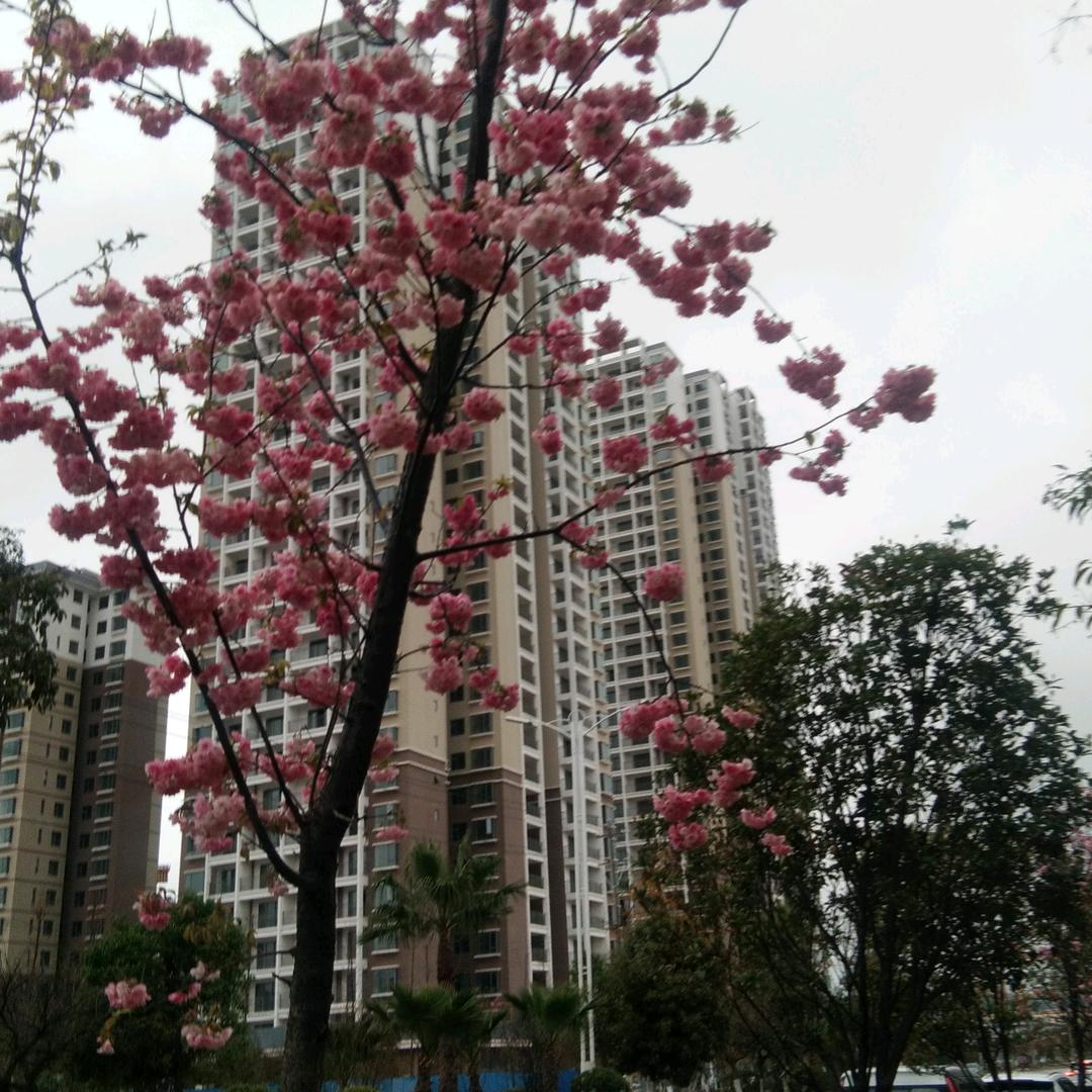 春天的雨2