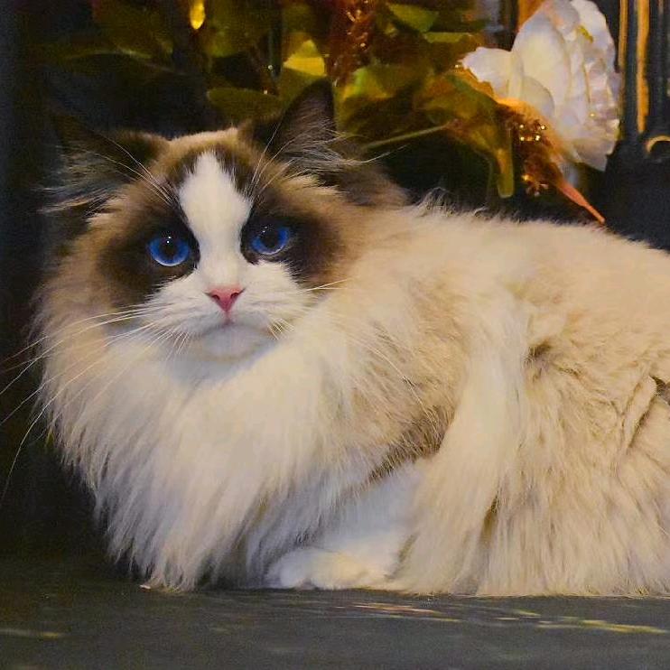 Royal House猫舍