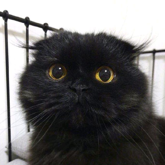 是黑猫吖头像