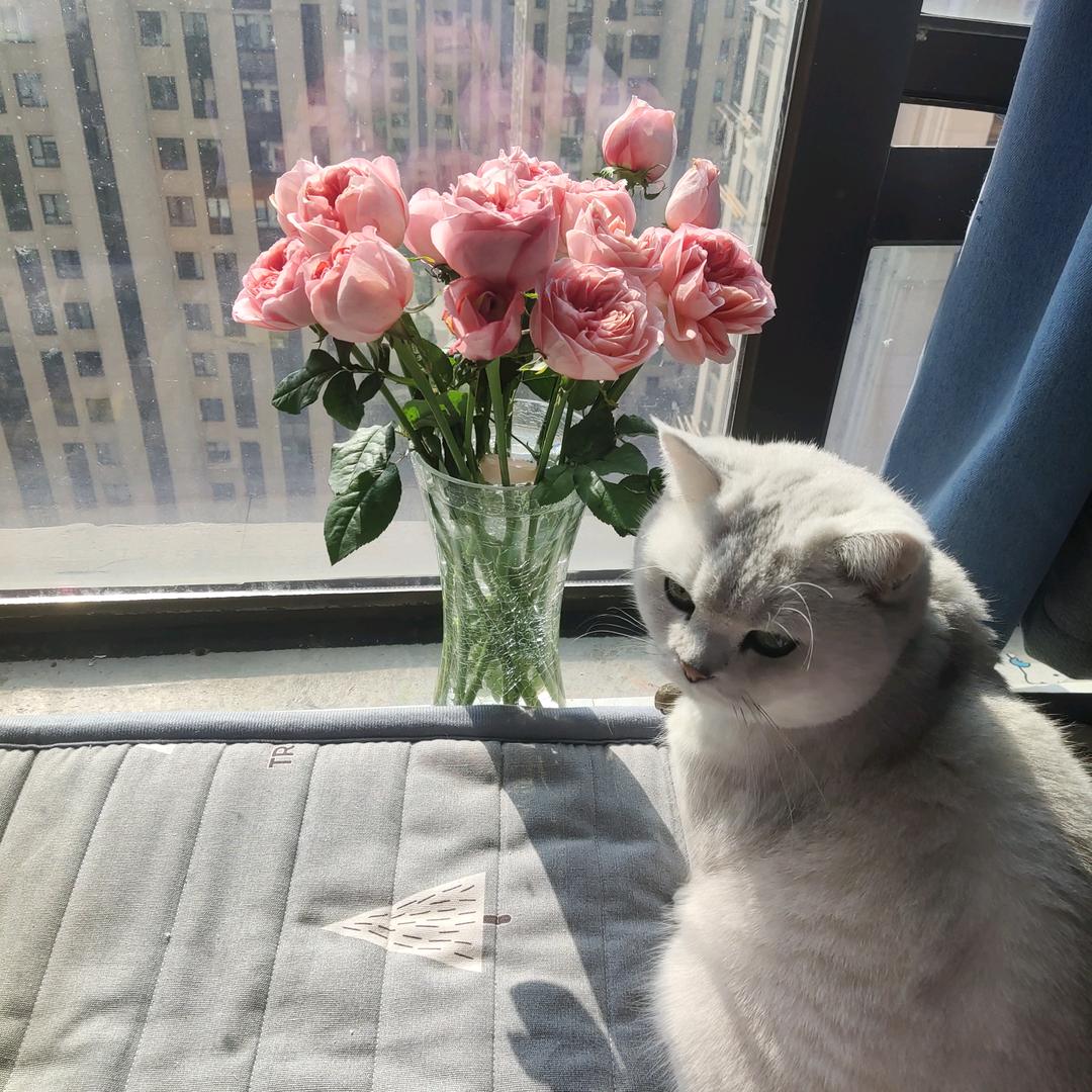 是皮总啊
