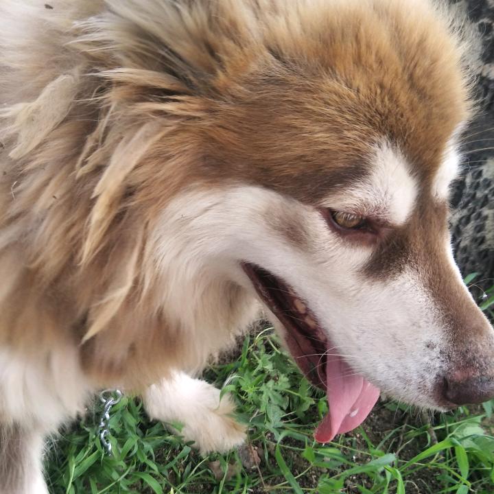 ￡叫兽↘大叔彡