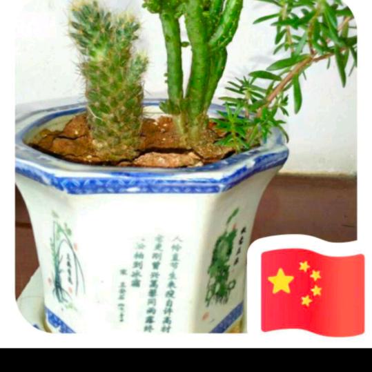 🇨🇳兴🇨🇳