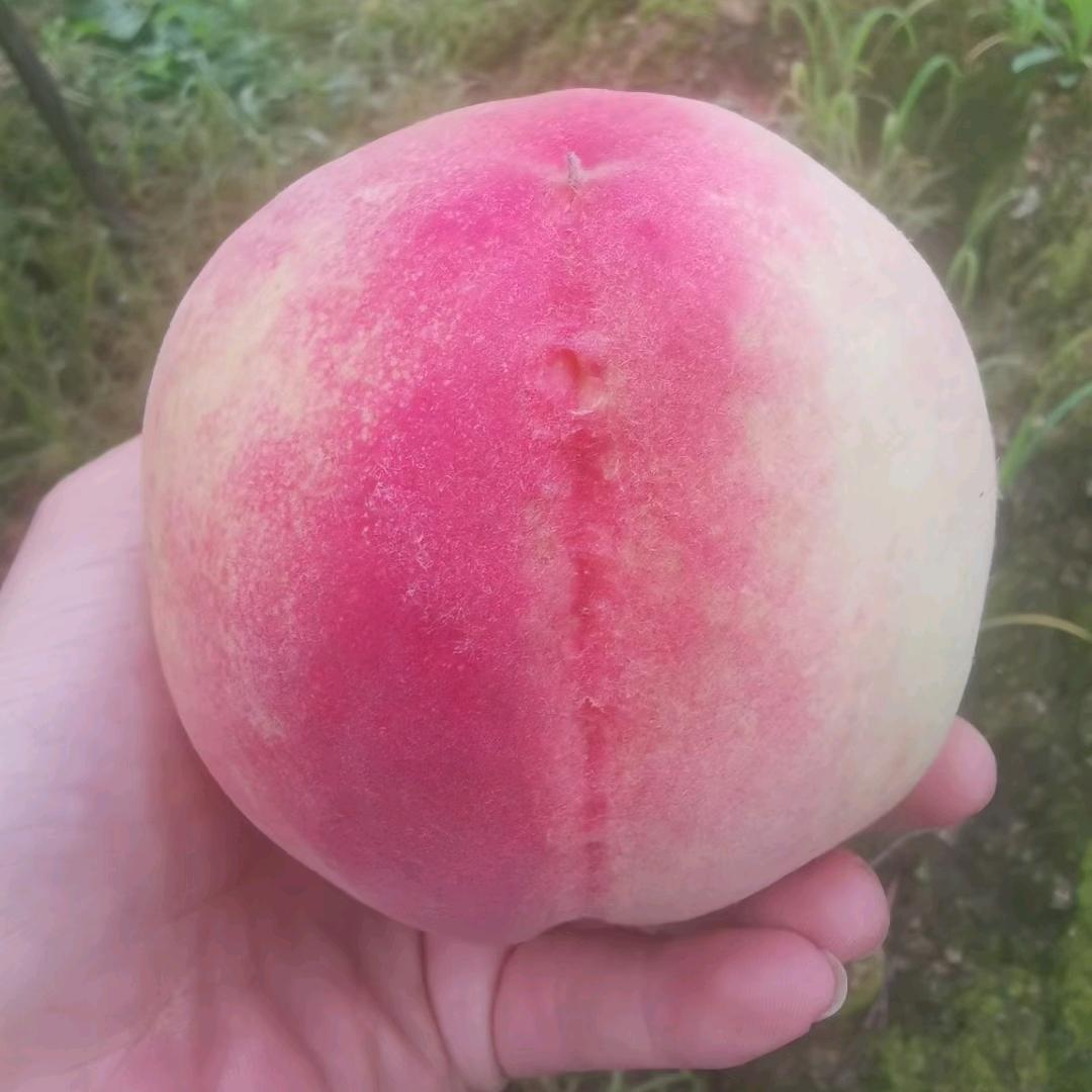 菲菲，水蜜桃