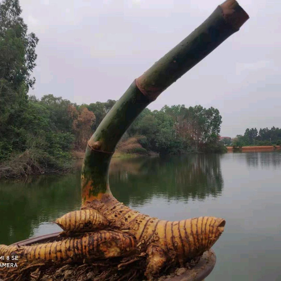小叶簕竹书香世家盆景