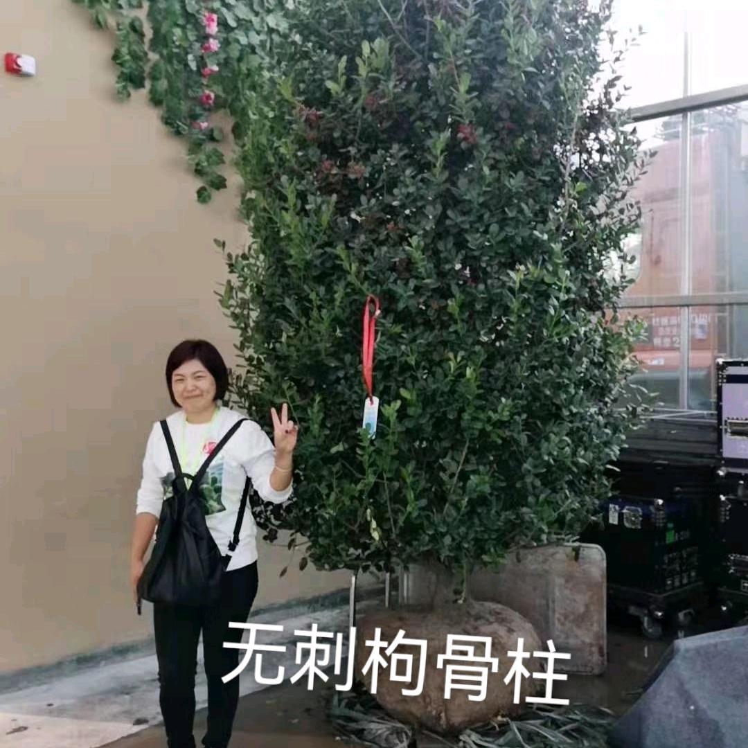 镇江绿乔苗木种植有限