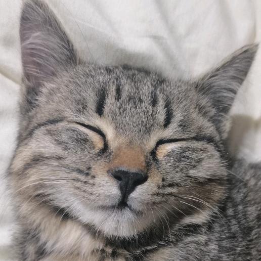 虎妞是个男孩子