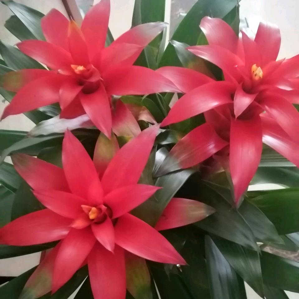 芝兰毓秀