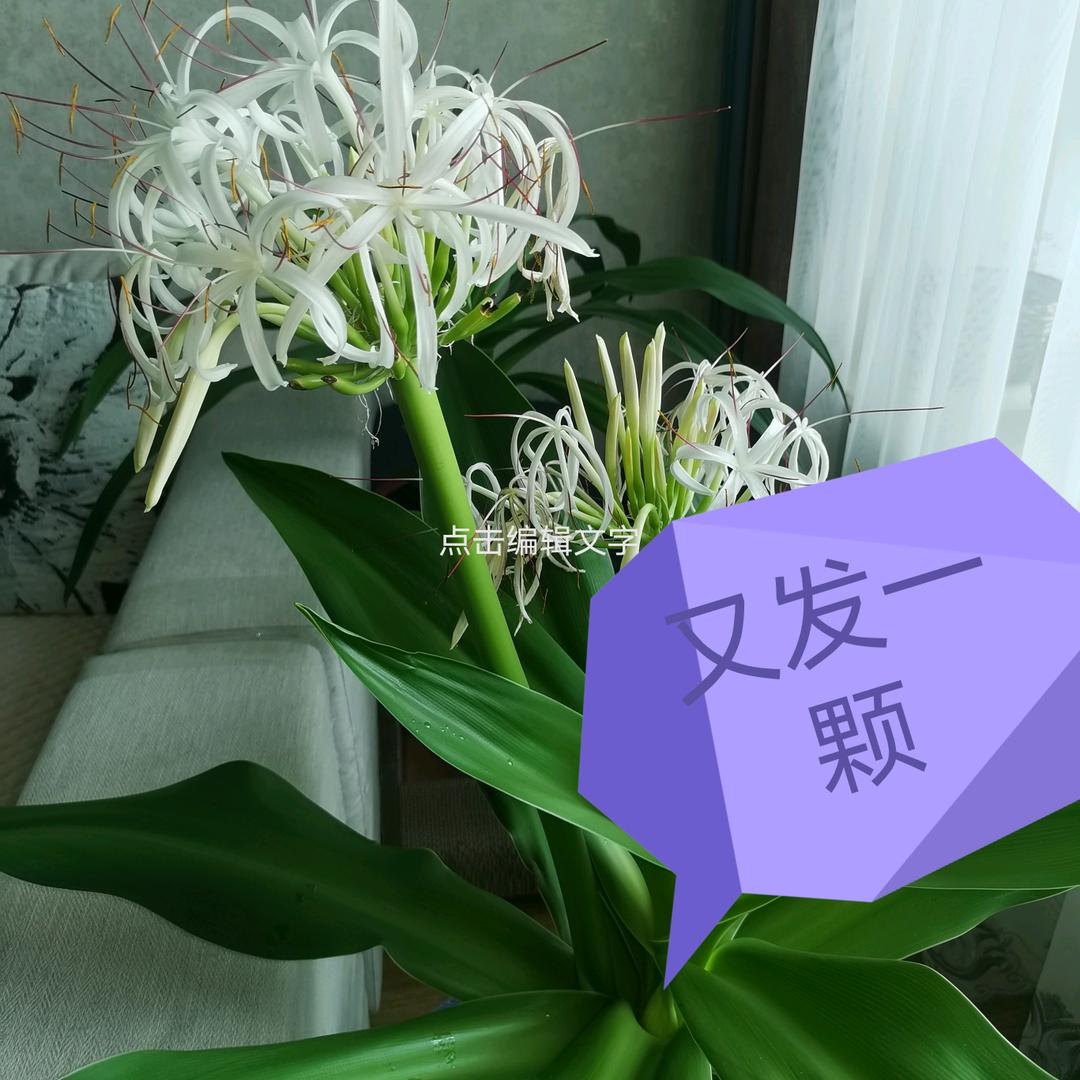 孺子牛