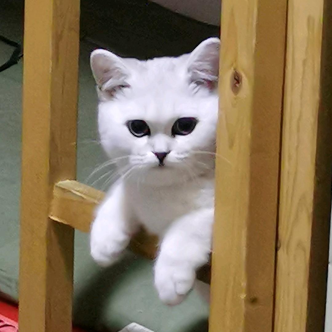 楠楠