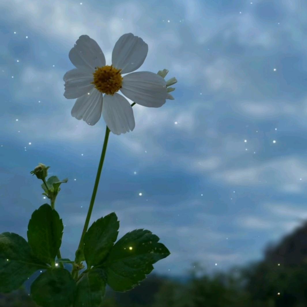 琦芙郦小俊