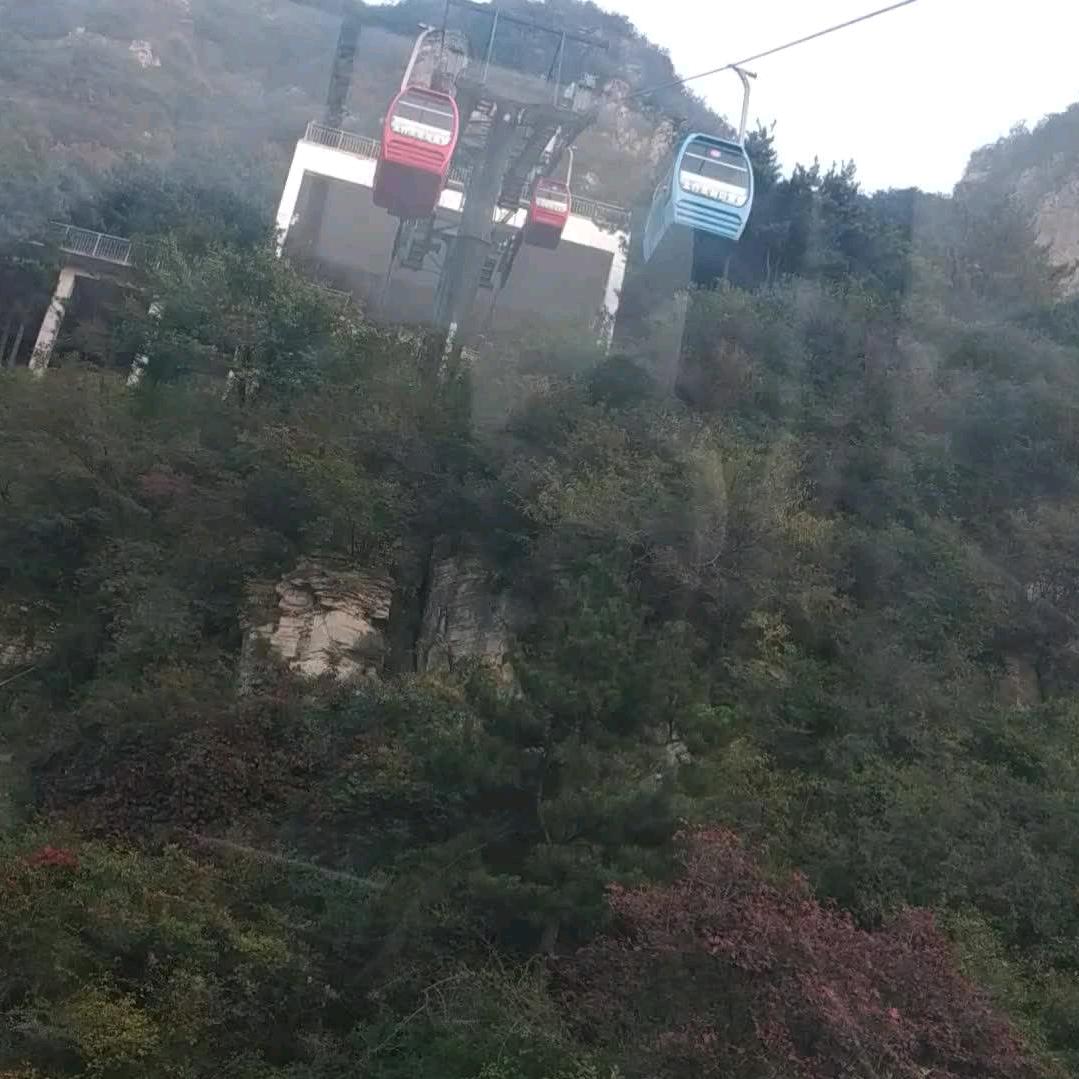 小猫种鱼
