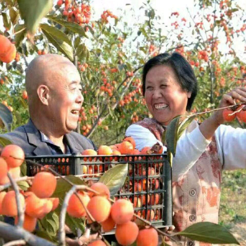 临猗朱柿花股麻花商品生产创始人  闫慧人