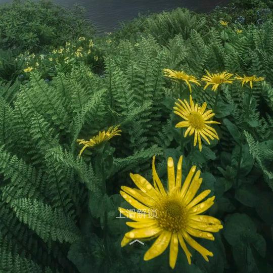 镜花水月