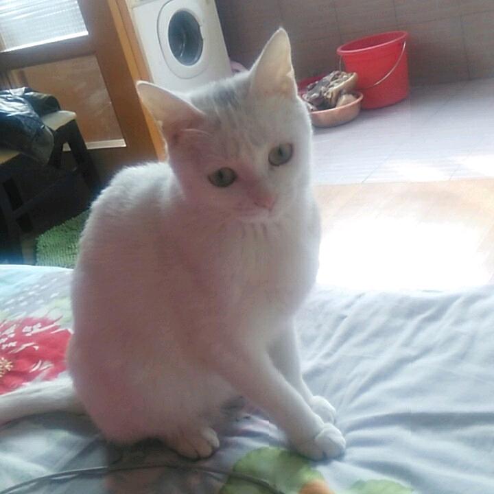 玲