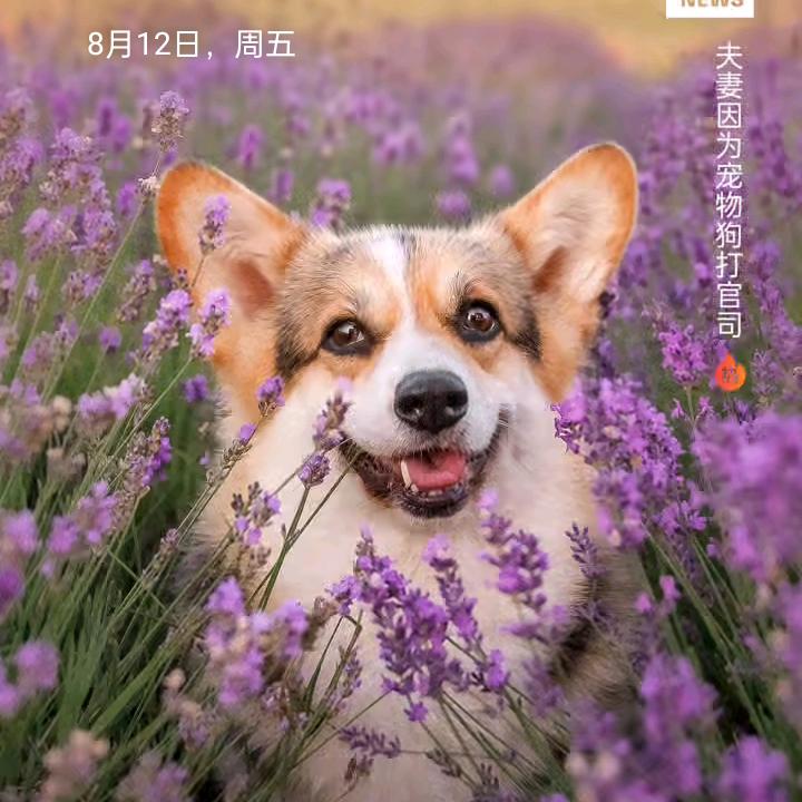 幸福家庭
