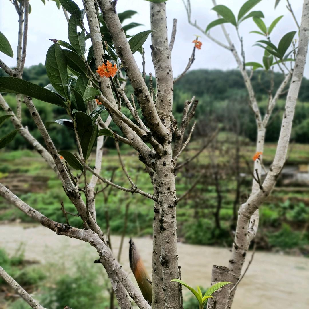 美丽的童话