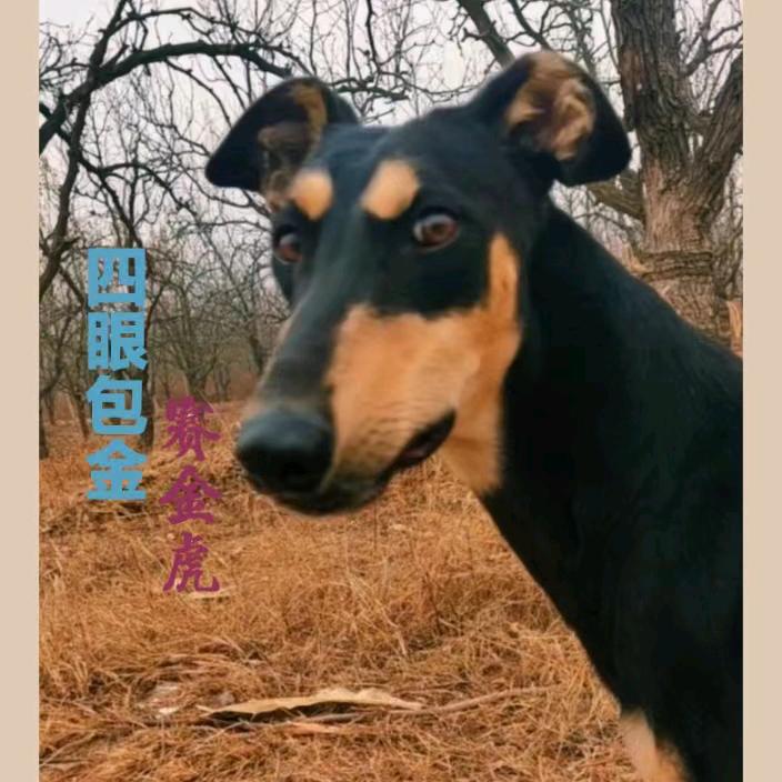铁包金四眼细犬✘赛金虎