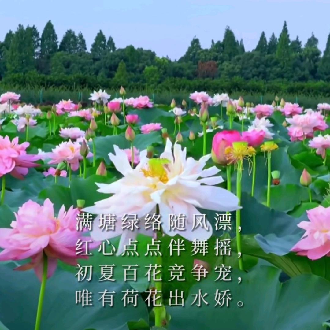 何花