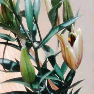 小雨（海安润腾工程机械租赁）