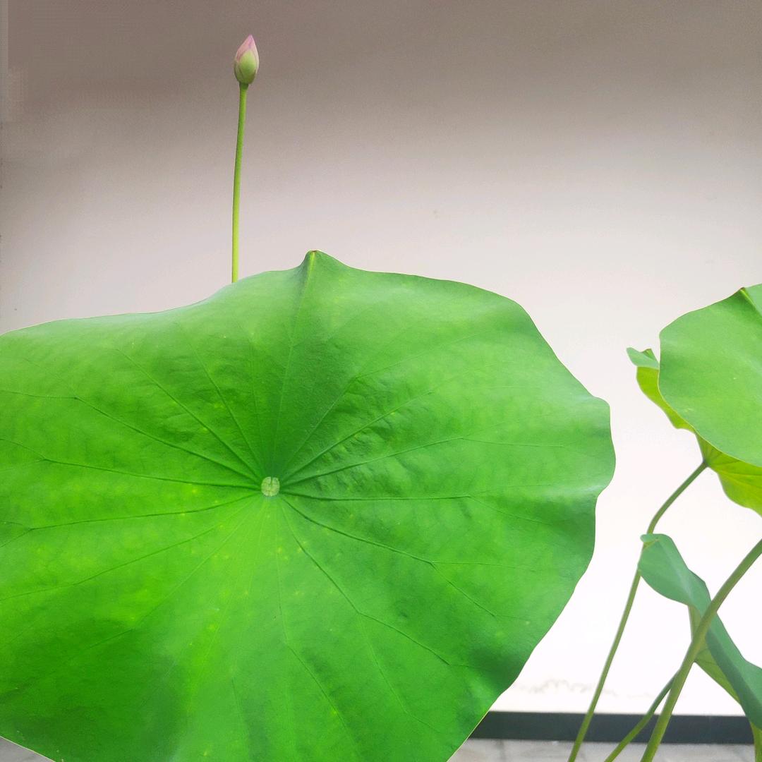 幸福的根晨
