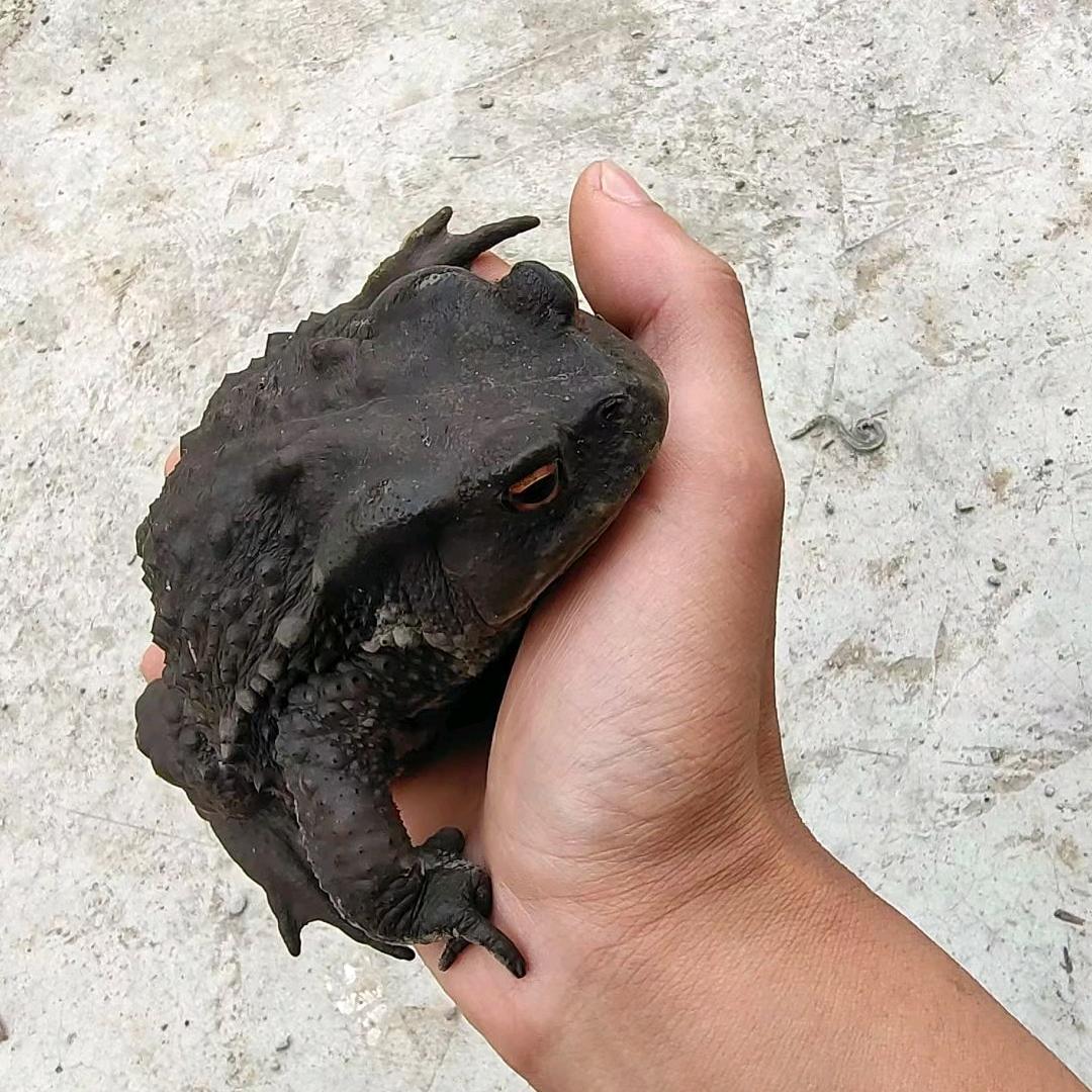 呆头呆脑，没有烦恼