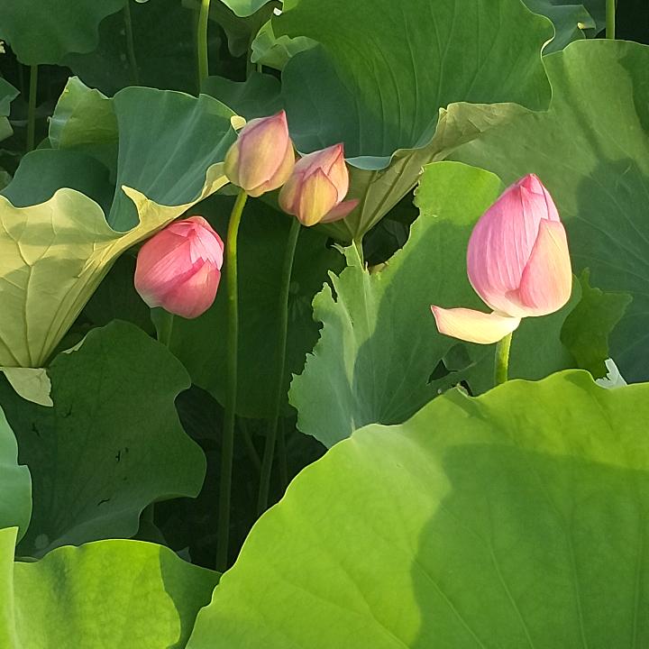 百部甘草-滇坤堂