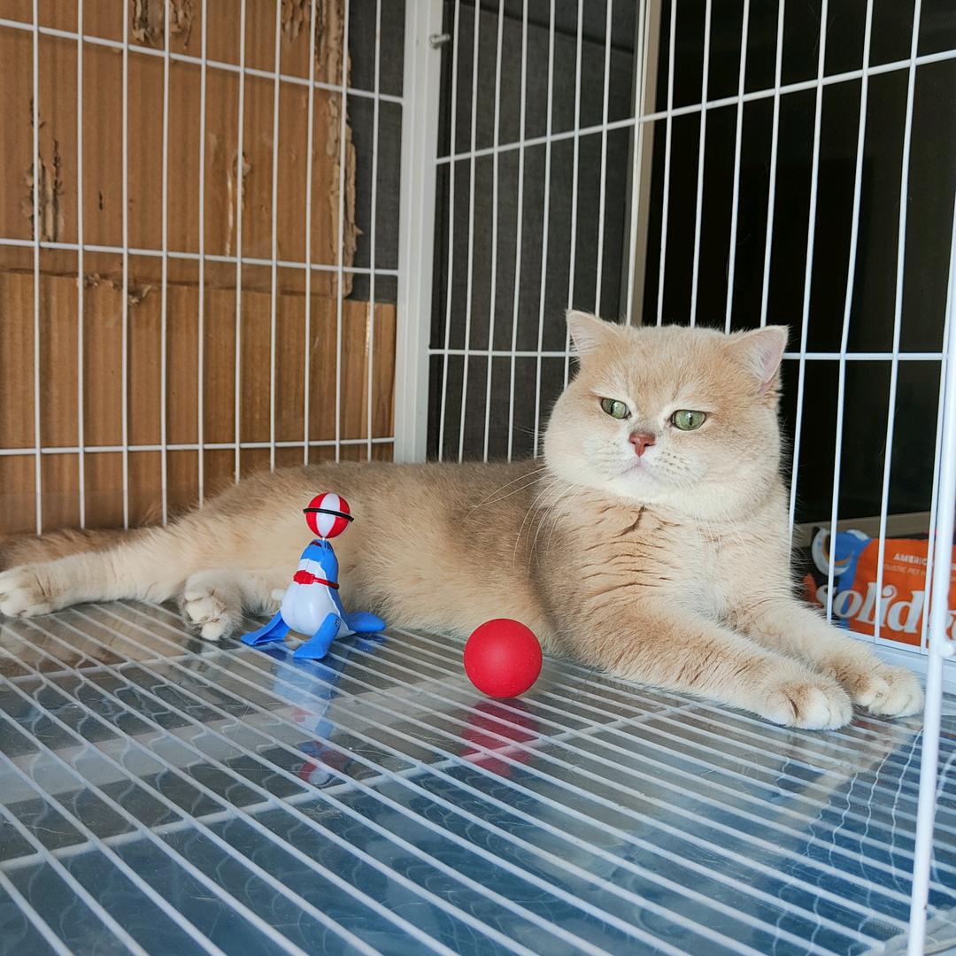 【亿宠】紫金繁育人