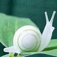 蜗牛哥