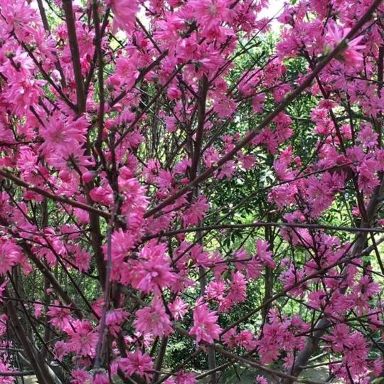 啊芬