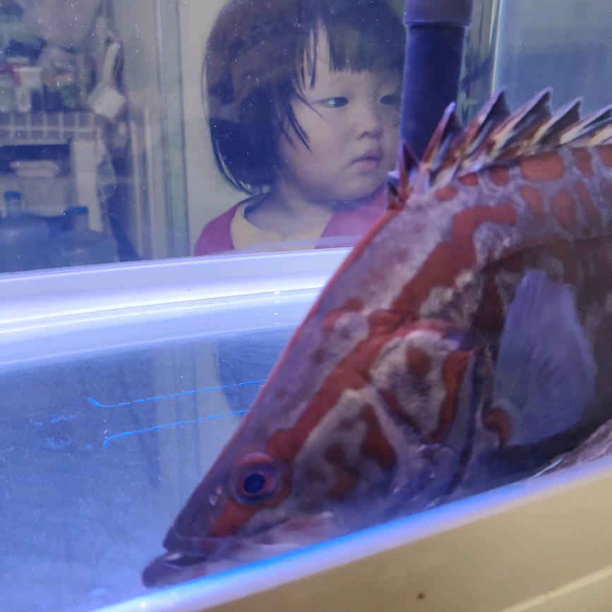 莒县长安水族馆（鳜在坚持）