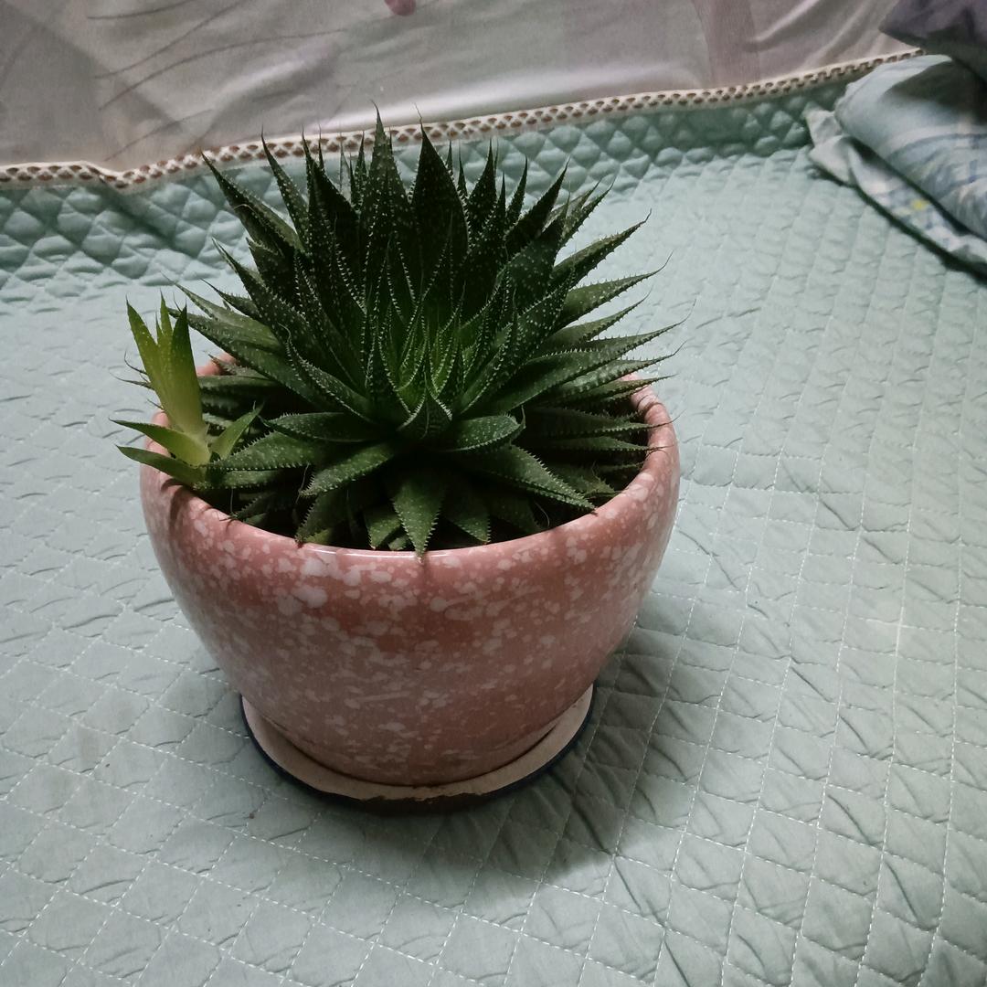 葛