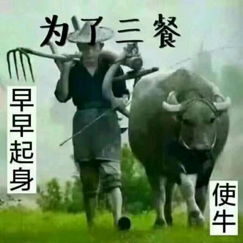 农村仔