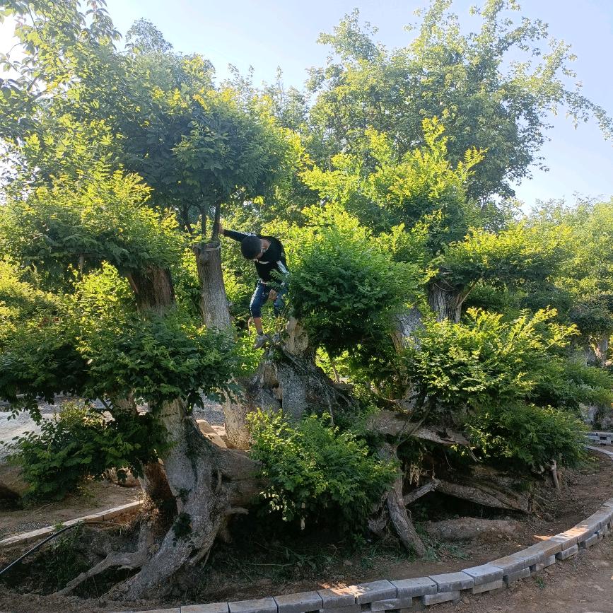 C.小梅