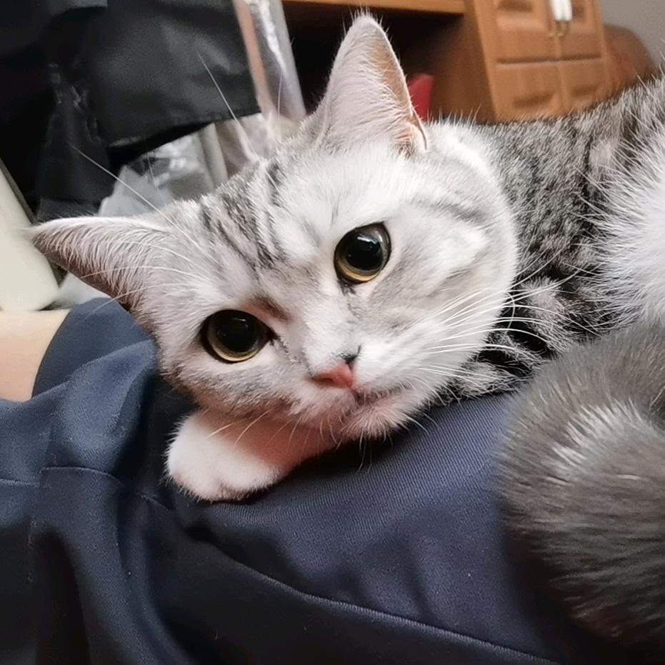 狗猫吉祥