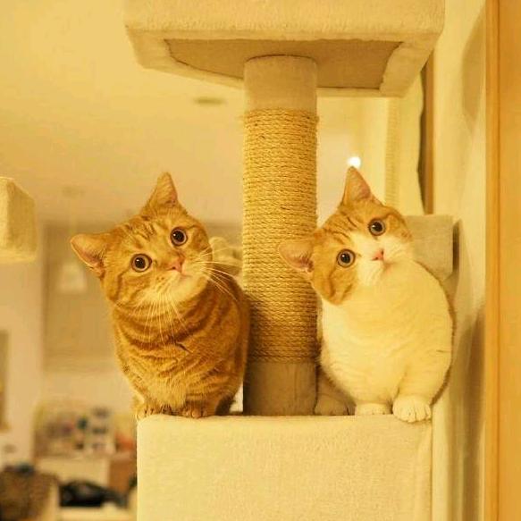 叶夕