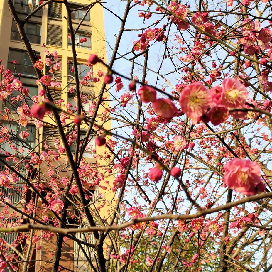 ℳঞ声如🍒燕꧔ꦿ້໌ᮨ࿐