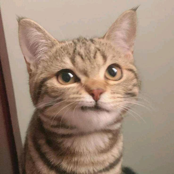 小斑
