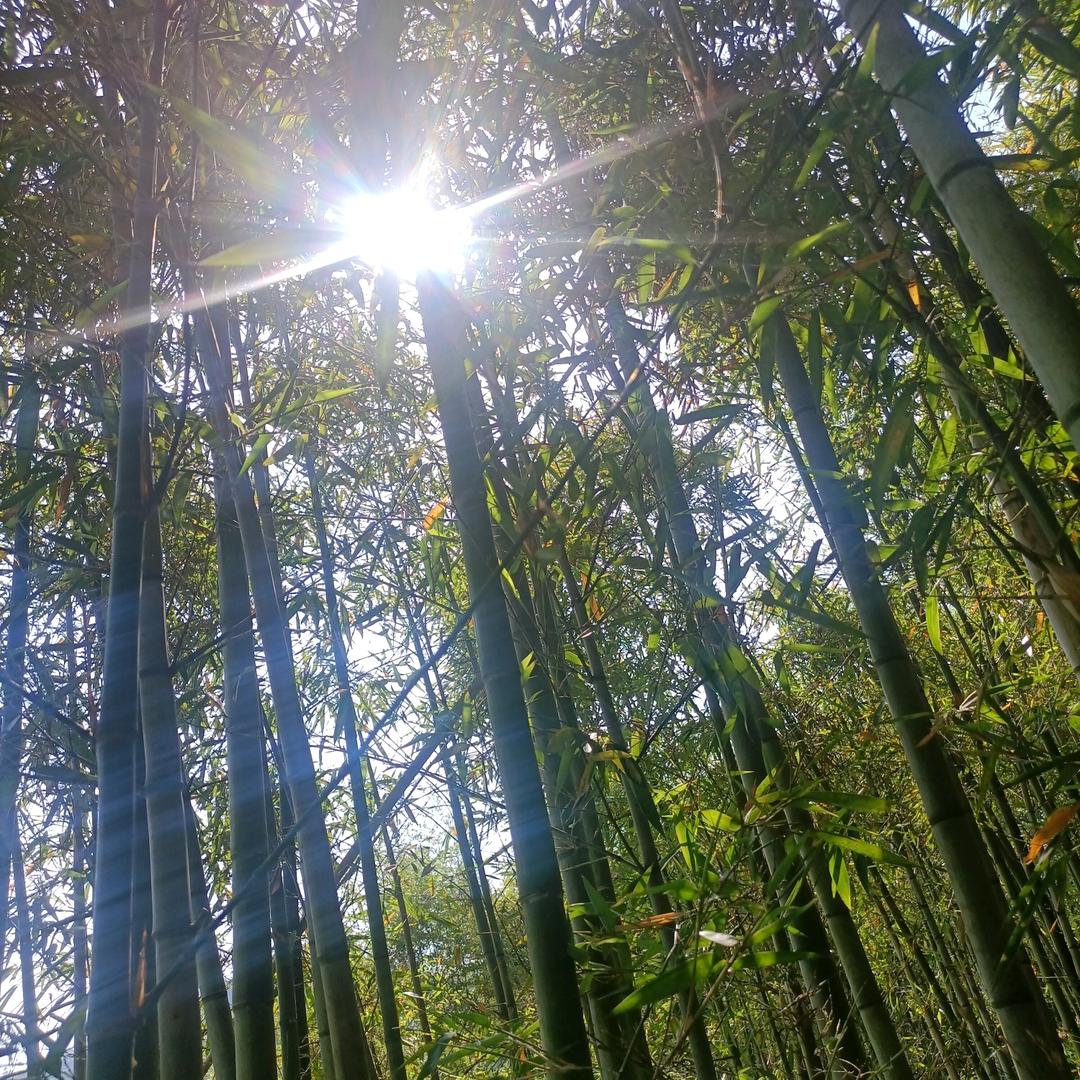 瓜苗手游