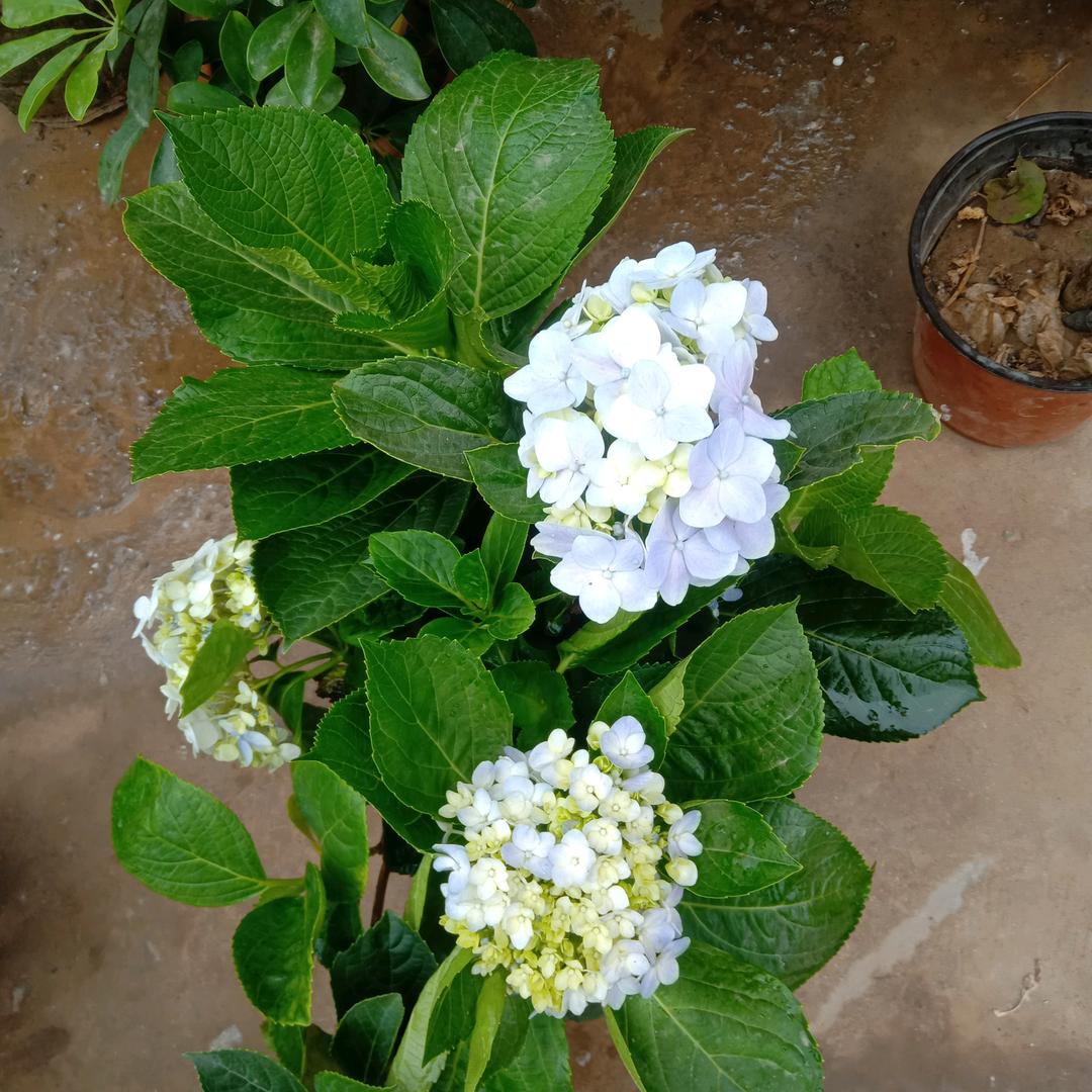 何花