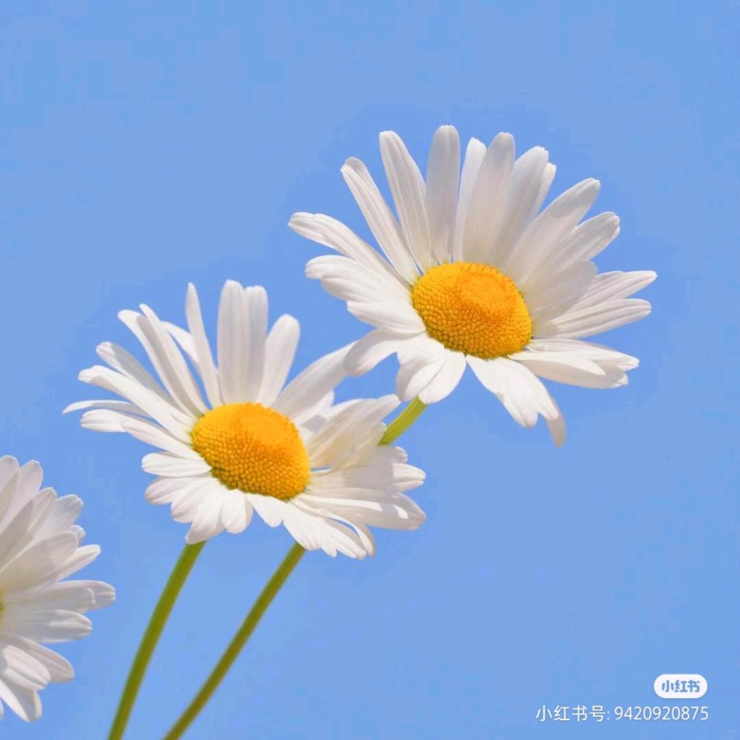 木子.李