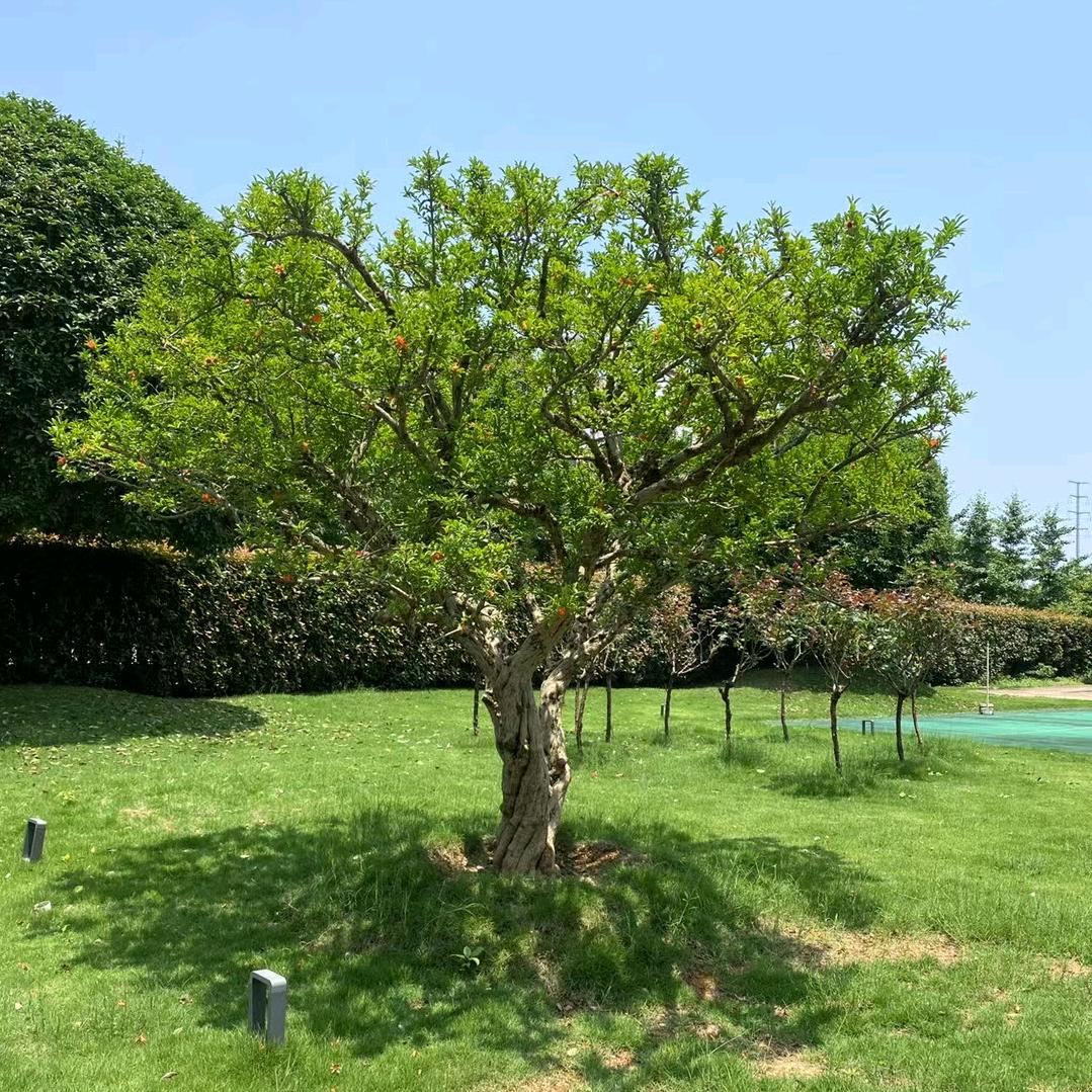 庭院石榴树