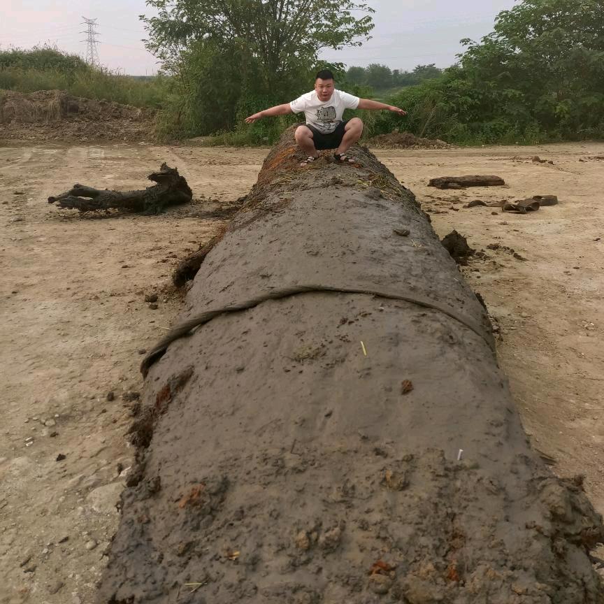 小四川金丝楠木