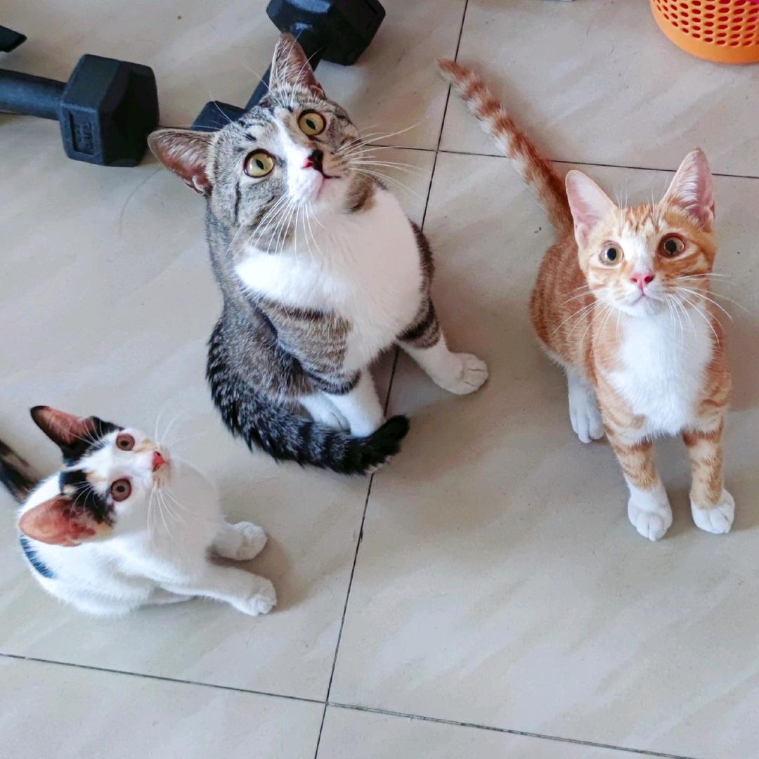 我的梦想赋予猫猫