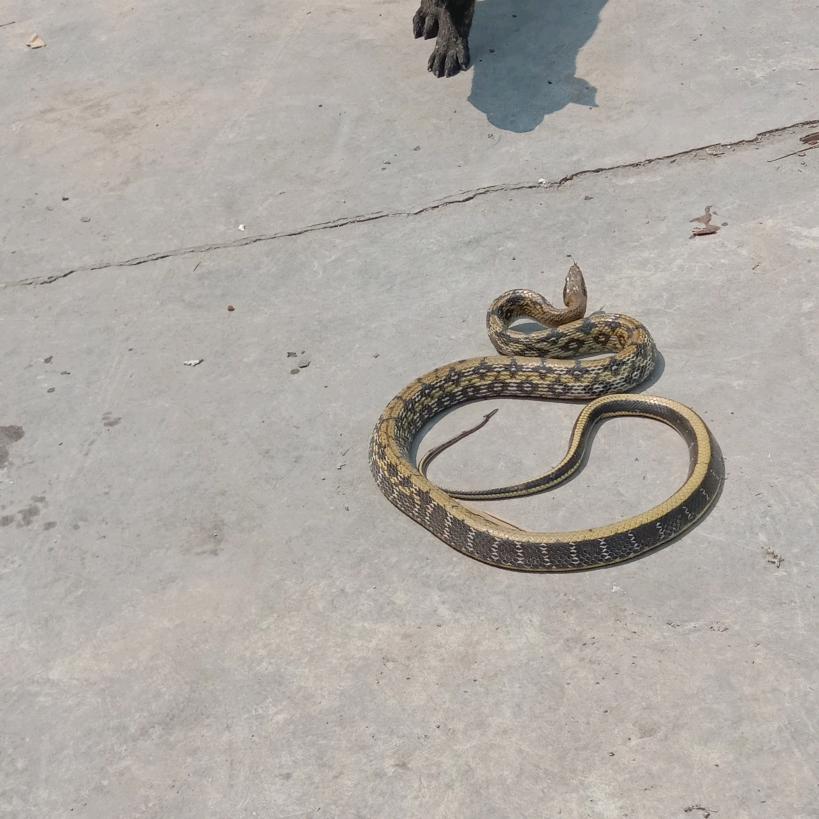 专业做木工邹朝彬