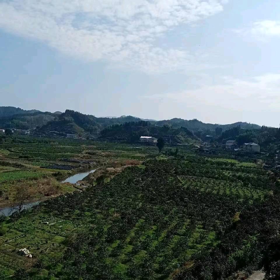 异客
