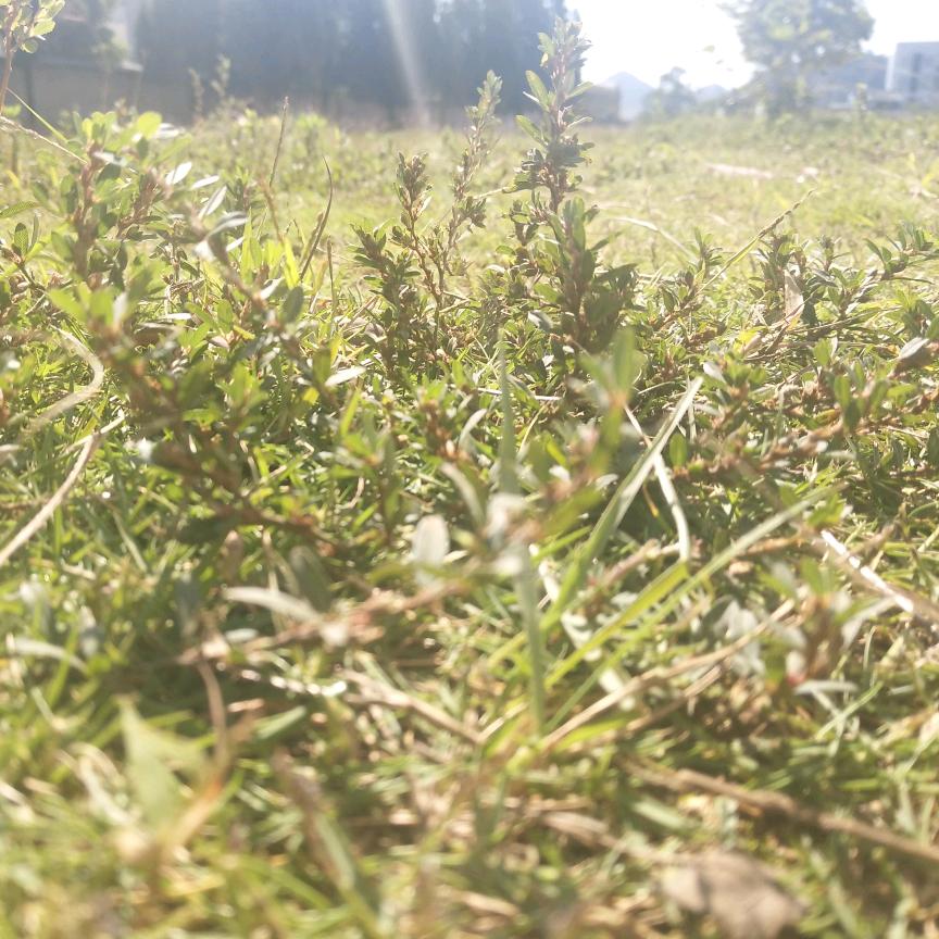麻拐爱青蛙